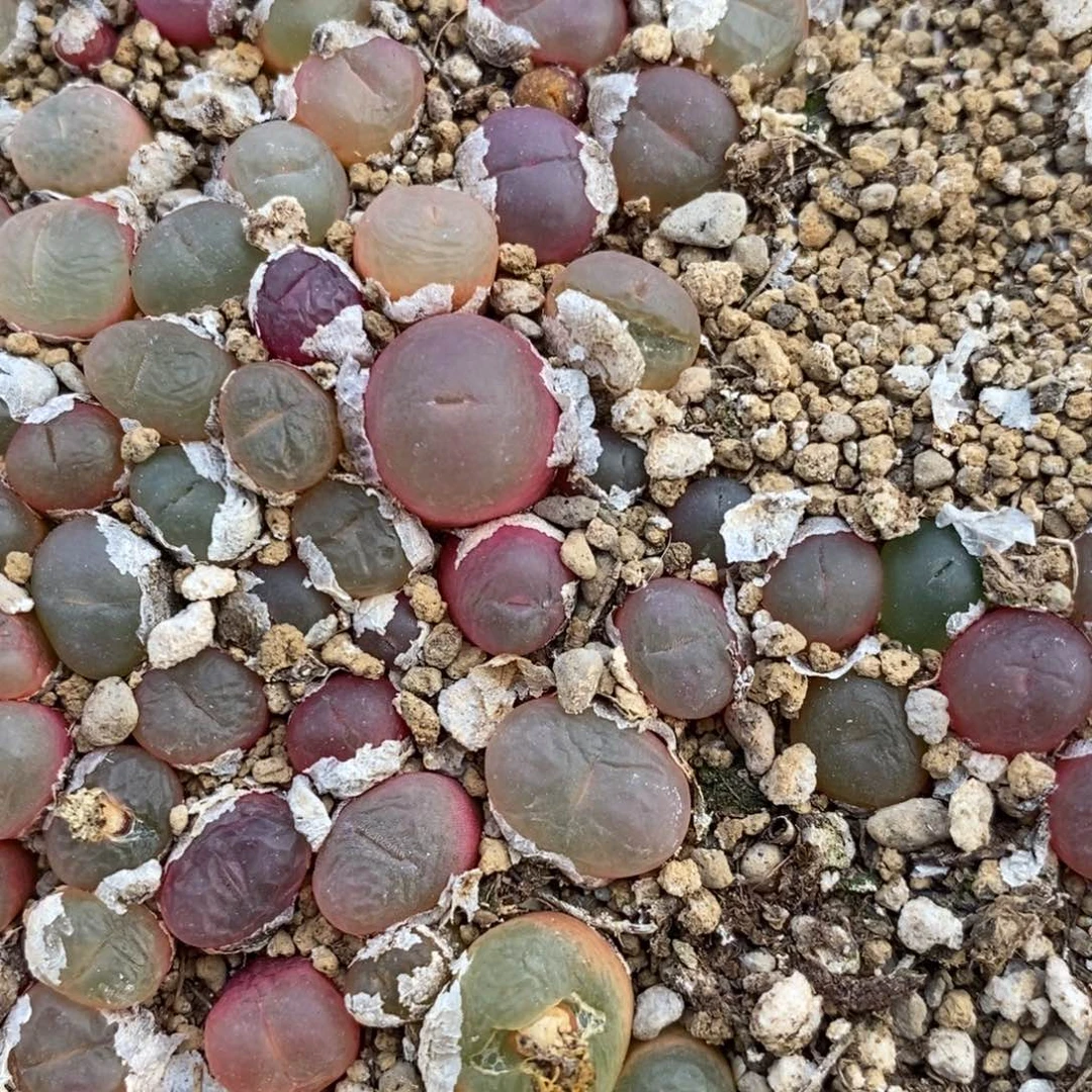 冰魄杂吕红1颗一颗