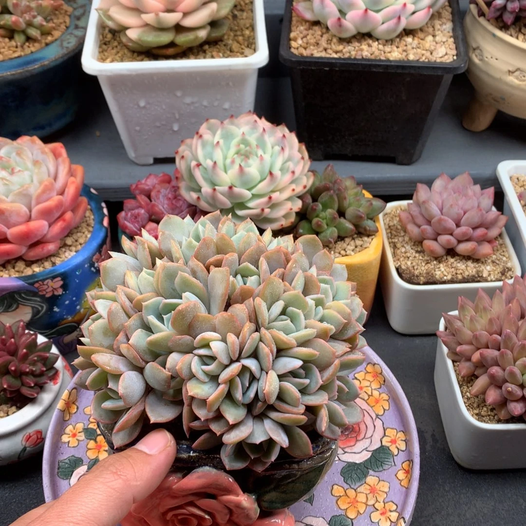 我们家的小仙女们