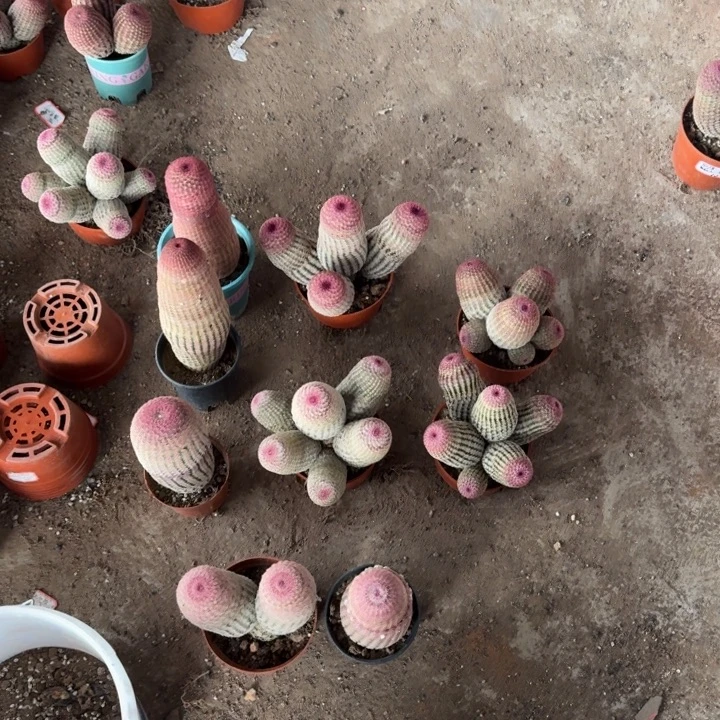 红太阳仙人球一物一拍