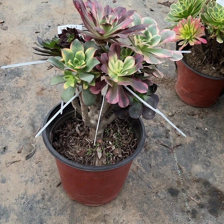 634嫁接多肉法师多肉