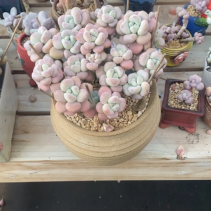 夜***档胭脂精品多肉88888