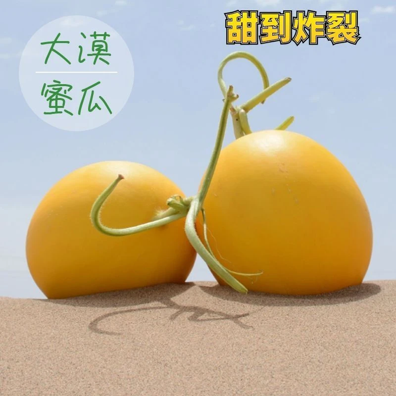 【民勤蜜瓜】甘肃民勤沙漠现摘蜜瓜金红宝甜瓜新鲜水果香甜多汁