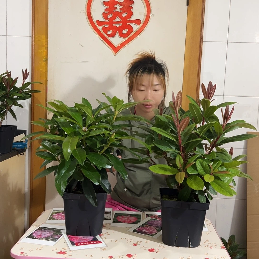 无花朵高山杜鹃2颗9728