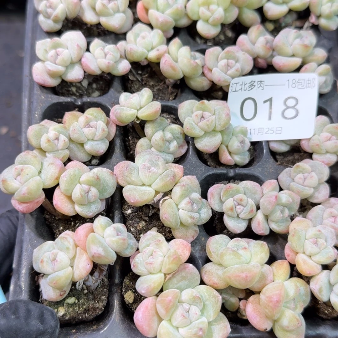 梅***)18号到手1框江北多肉