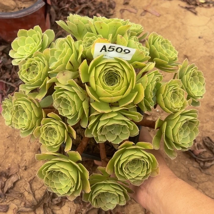 万圣夜多肉植物509.