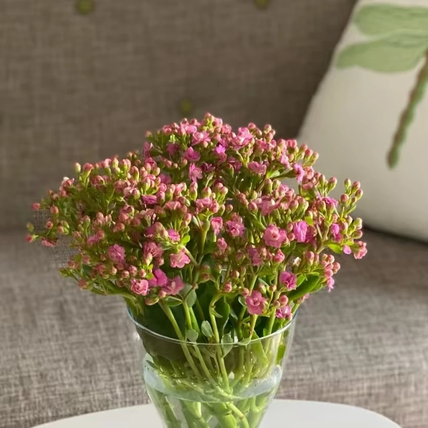 【长寿花】鲜切粉色长寿花1把 基地直发 | 全场任意满两单鲜花包邮