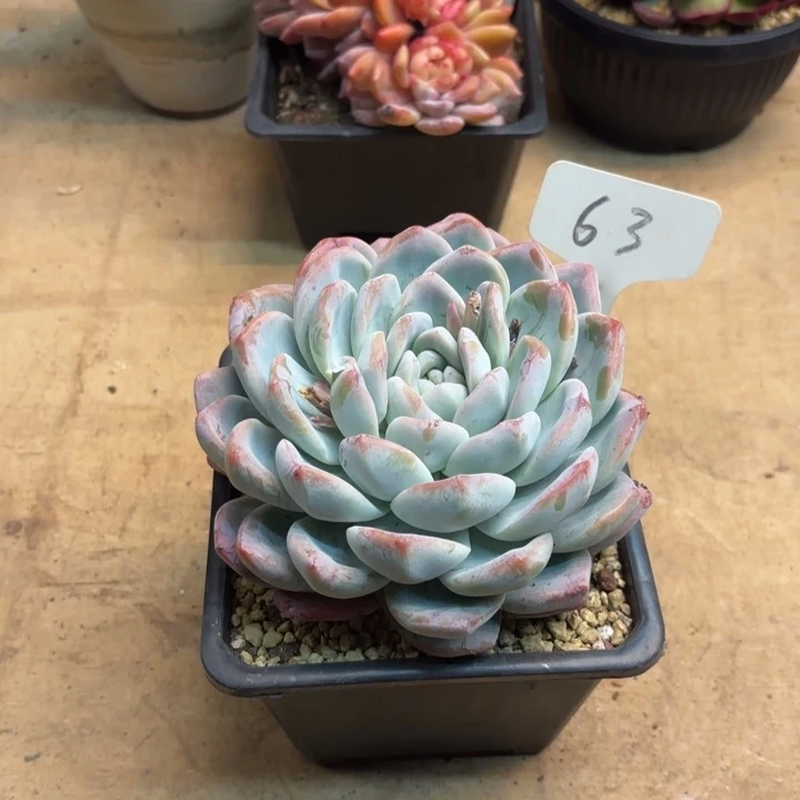 多肉植物，冰玉63号