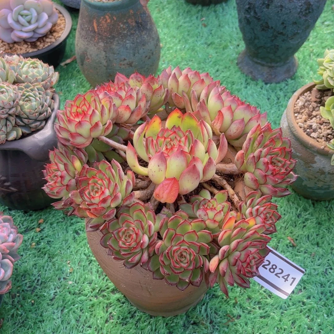 萤火虫多肉植物28241