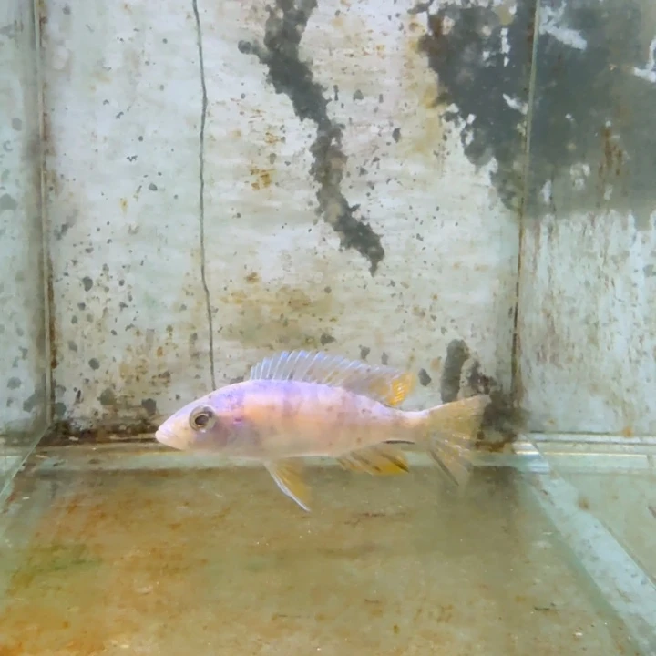 海水1525啊里。
