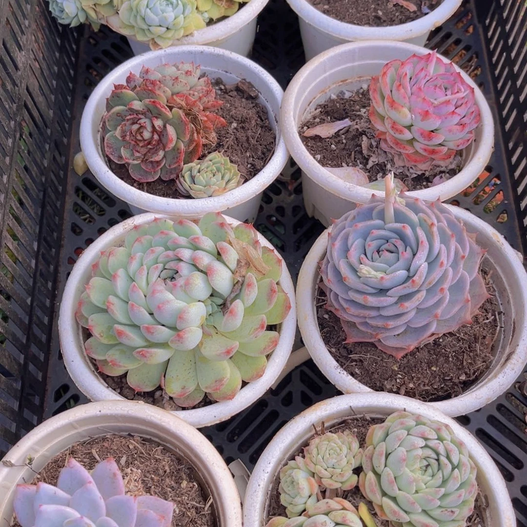 用****907003多肉植物8颗一物一拍