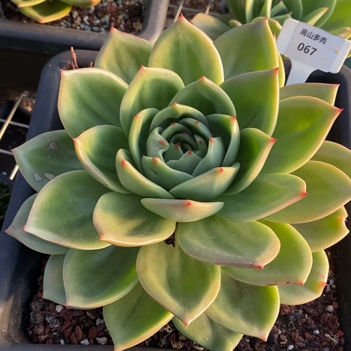 D067- 直播福利 翠鸟