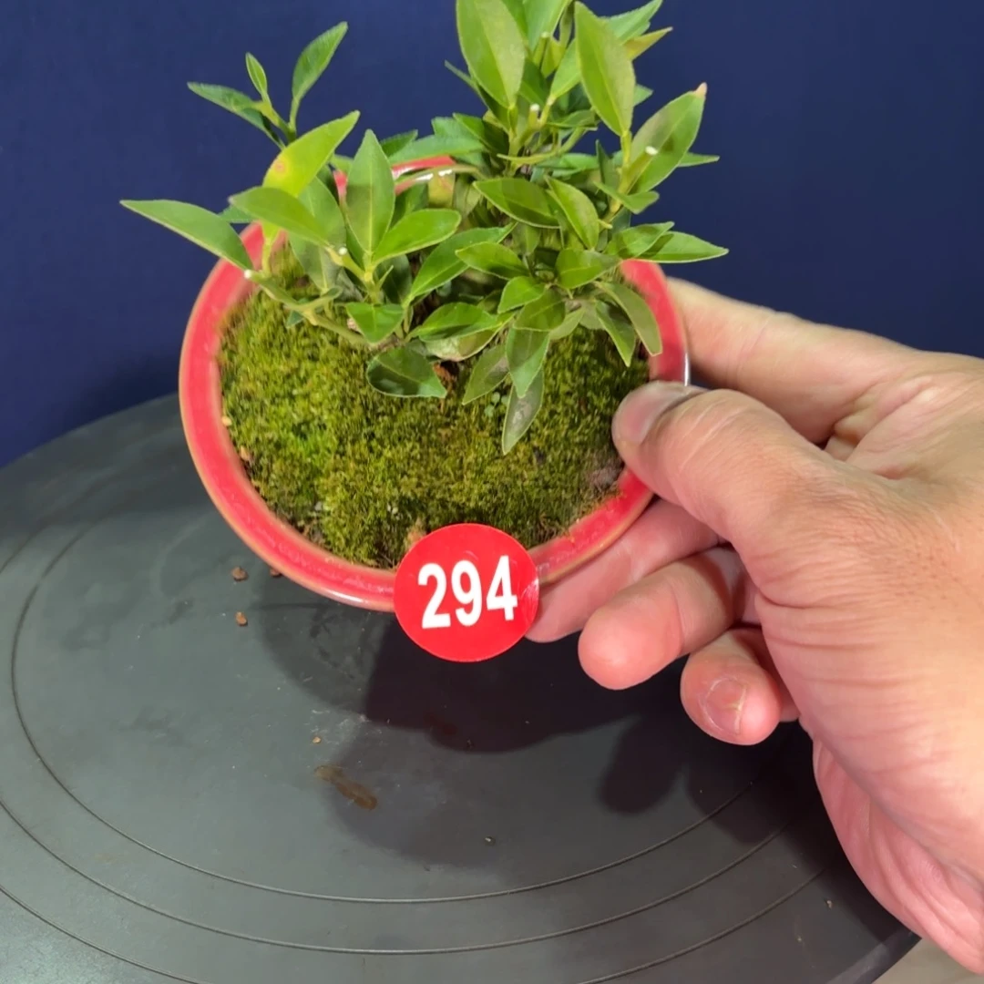 294原生八房柑带盆包邮