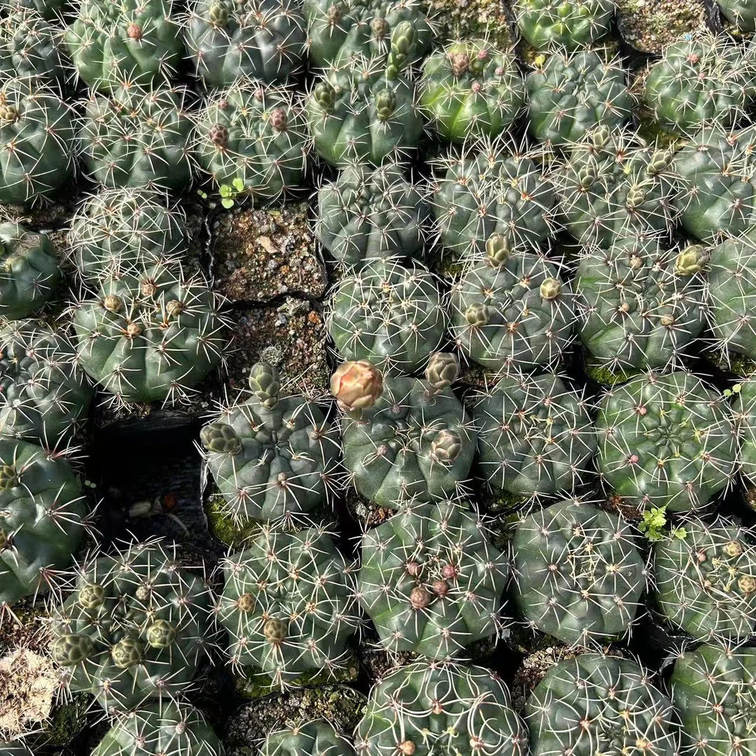 绯花玉  仙人球夏型种绿植盆栽桌面阳台办公室摆件