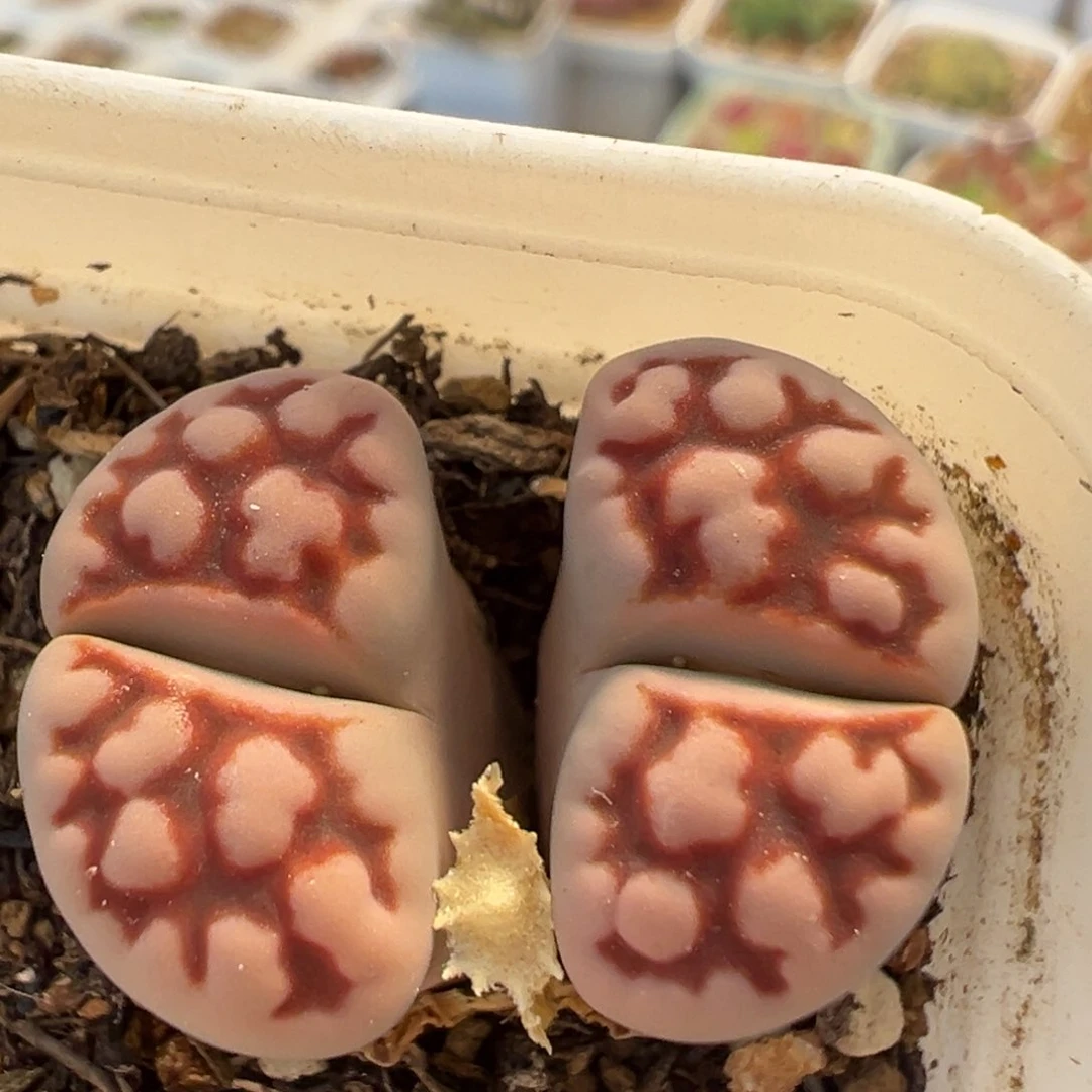 67多肉植物百科知识