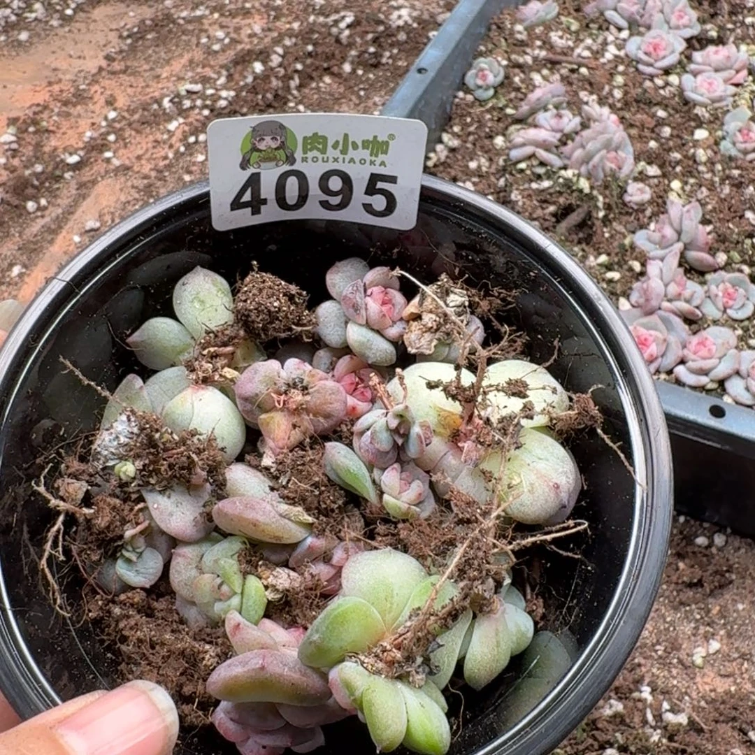 小***姑多肉植物多肉植物