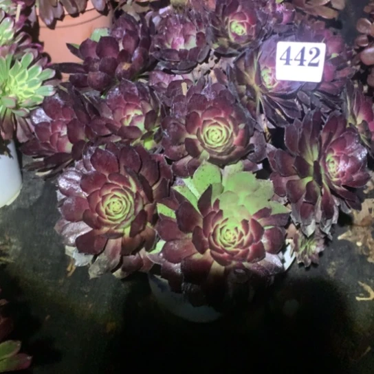 三*多肉植物花花公子442