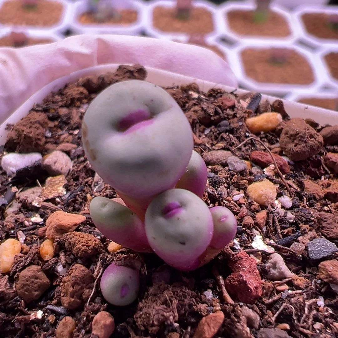 特特特特特特特特特