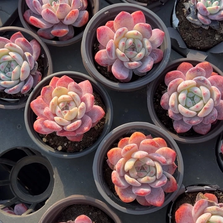 梦露单头6cm叶片有瑕疵到手2颗