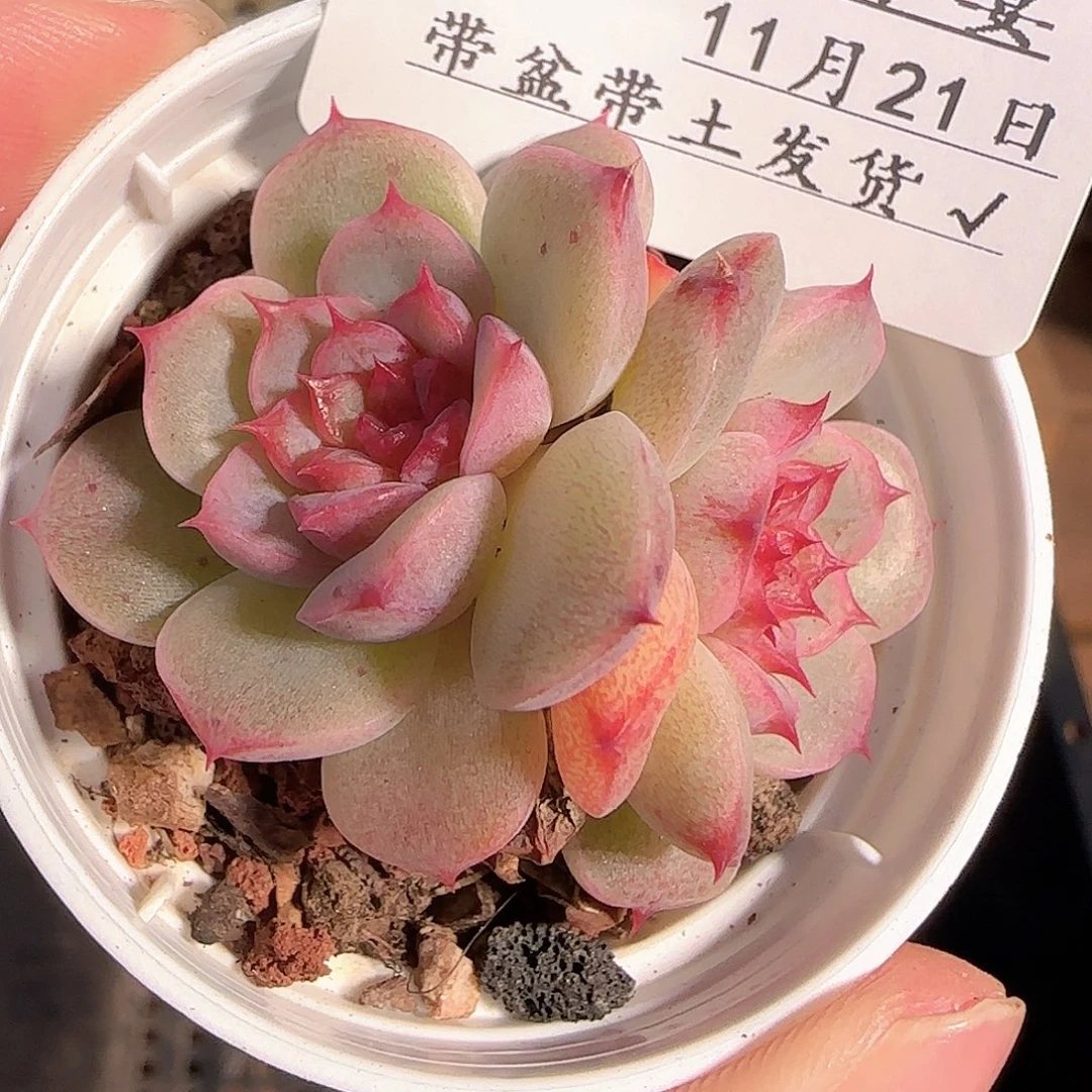 1121-------207糖心天鹅绒