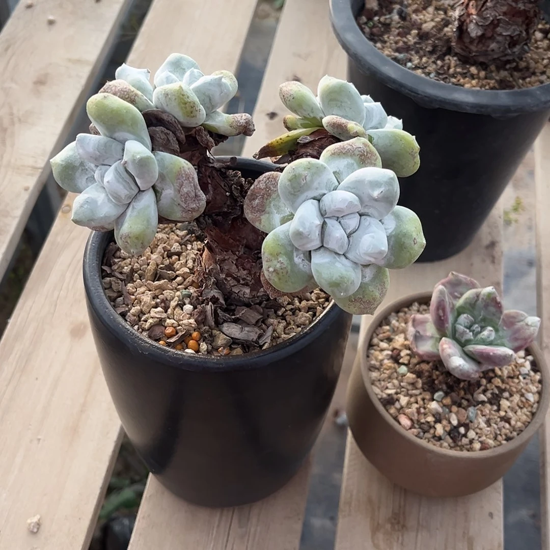 四头花朵拇指