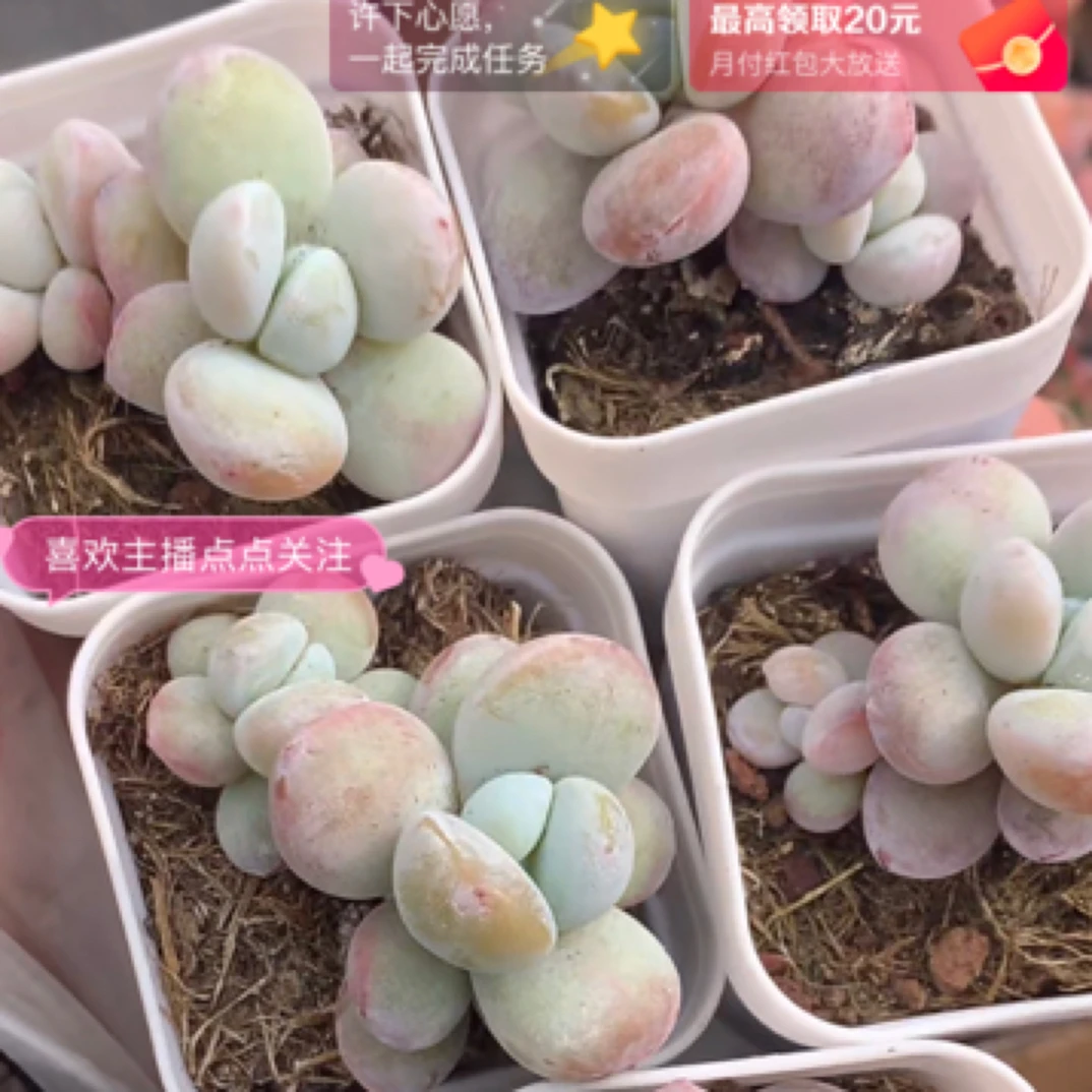 （一单包邮满18发货快有赠品 ）米奇 奶酪。3-4cm 图片仅参考为准