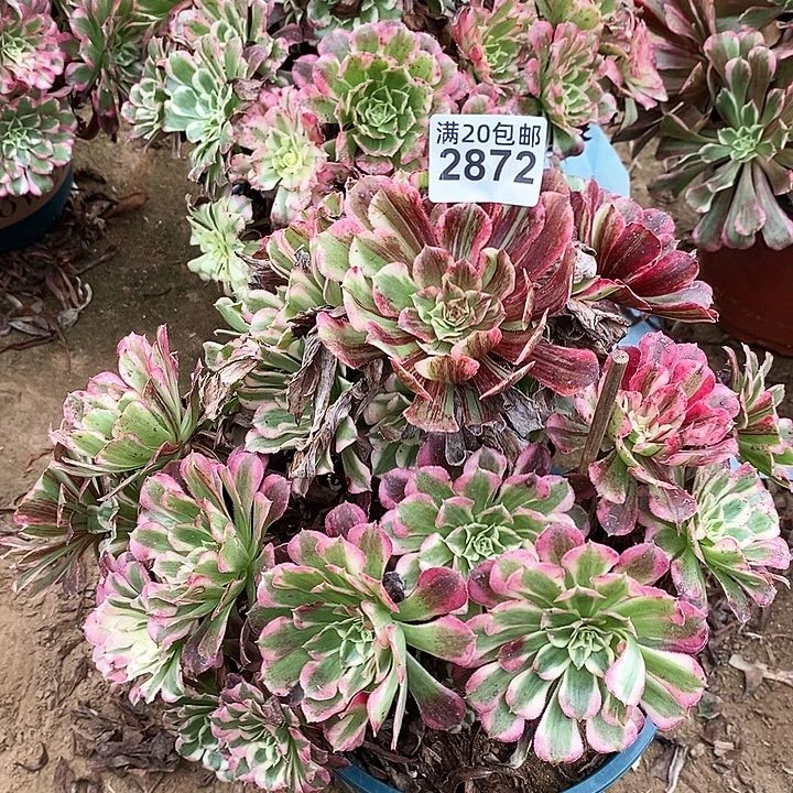 2872 一颗同花顺法师