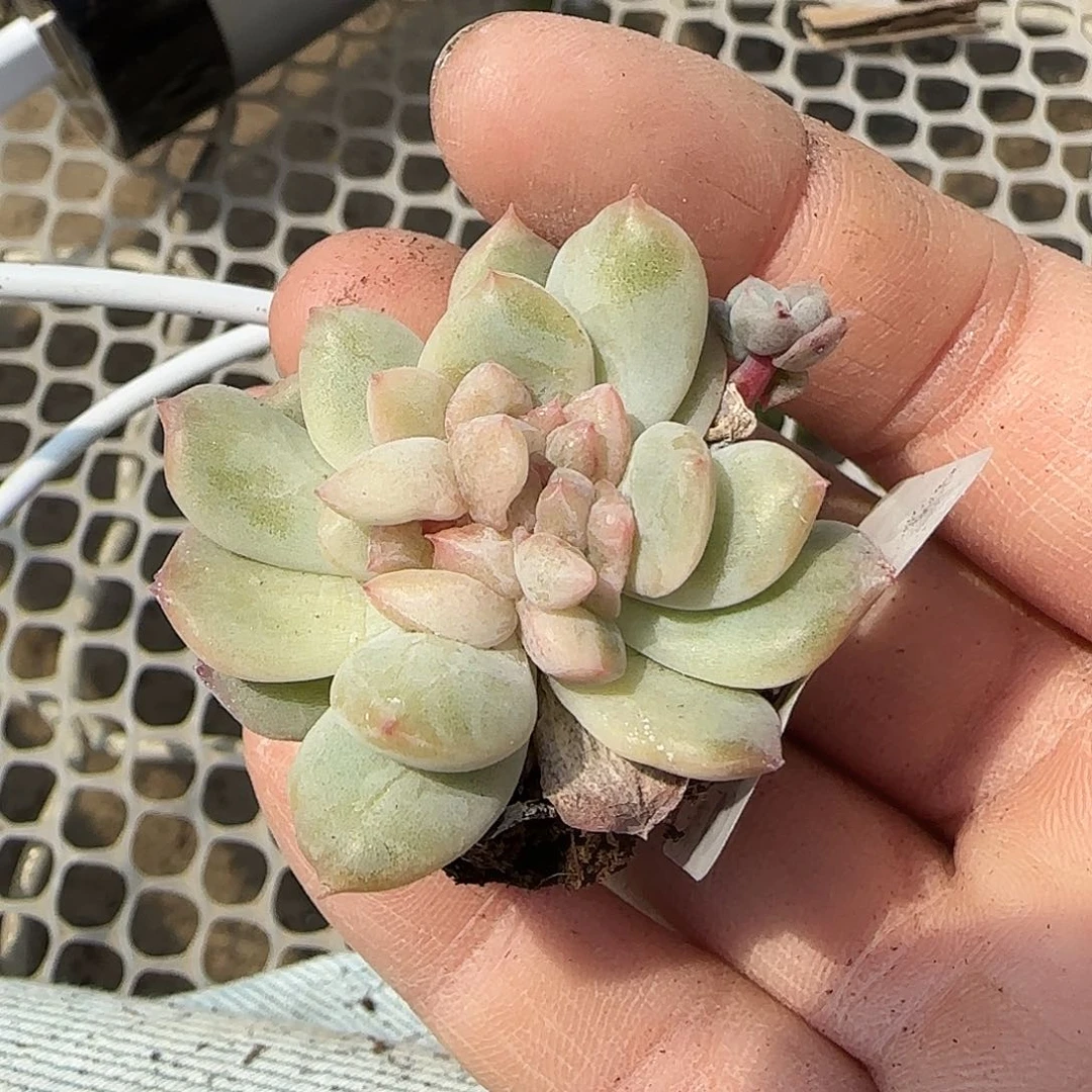 假***想小卡拉米糖心一物一拍27-258