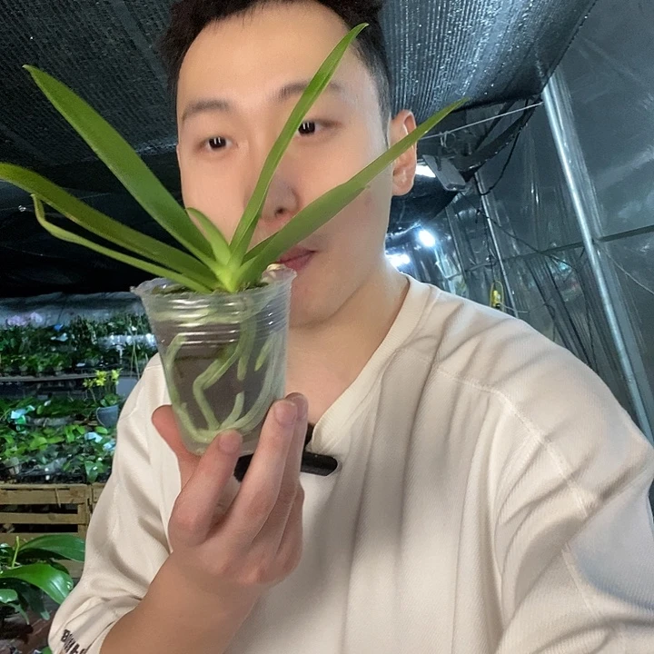 无花朵蓝星碳棉蝴蝶兰