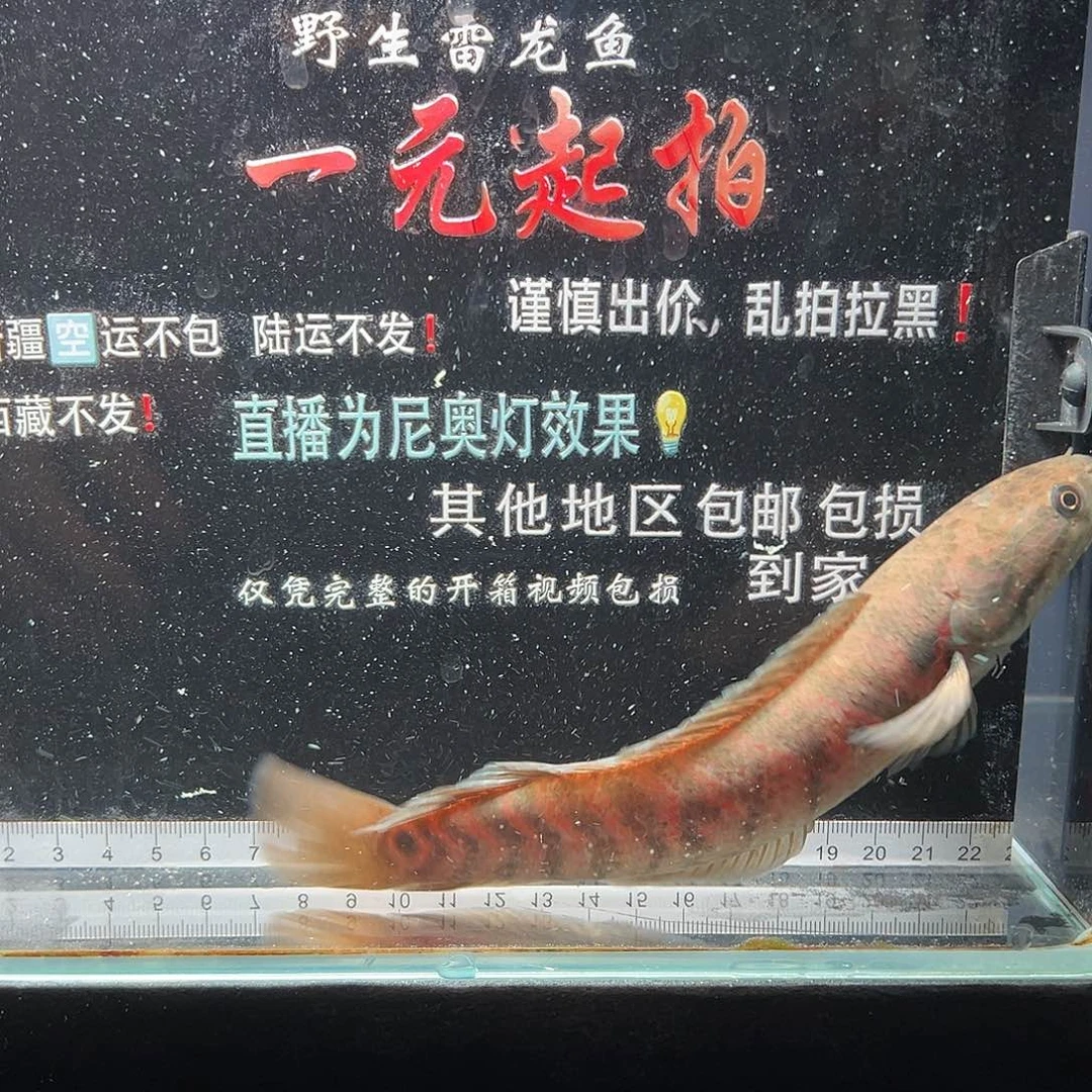 雷龙鱼七星雷龙七星雷龙