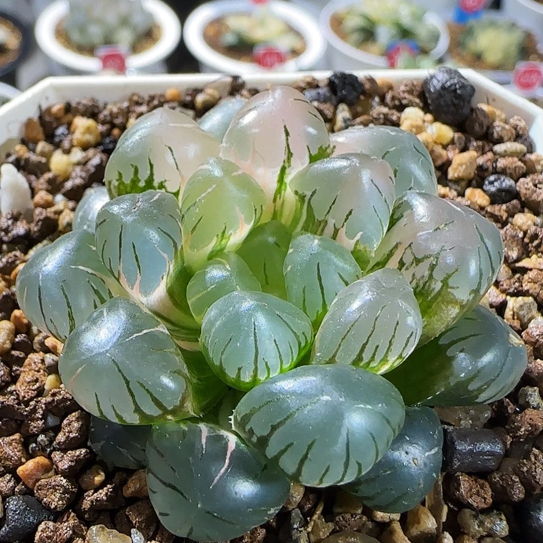 522号非组冰灯玉露锦一物一拍带盆土