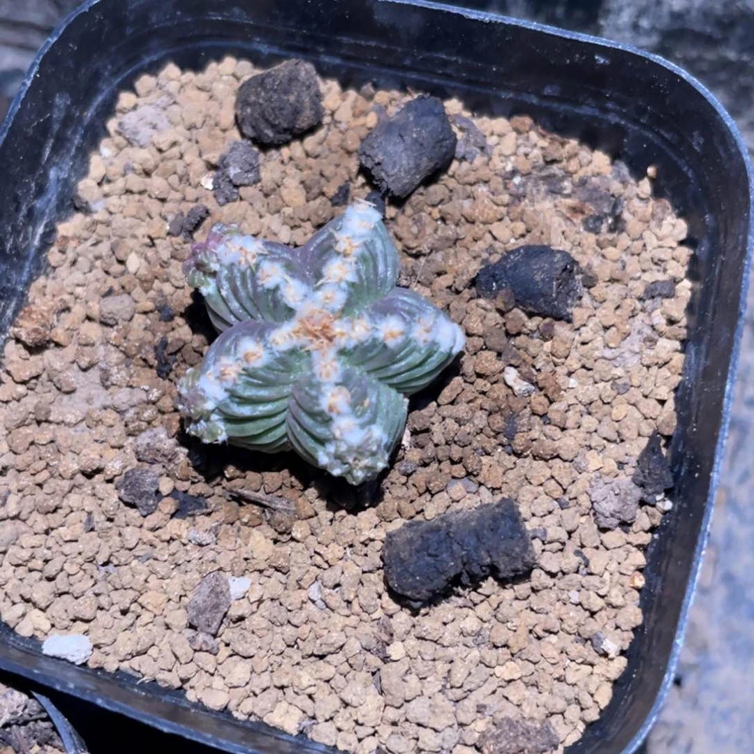 全部花朵自根五星花笼 仙人球