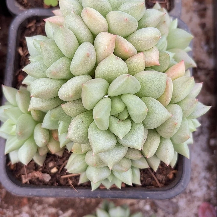 黄金象牙群生（拍满18包邮）