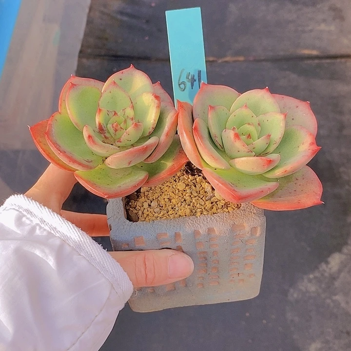 641多肉植物老桩