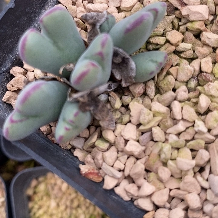 31106沙文利亚一颗。