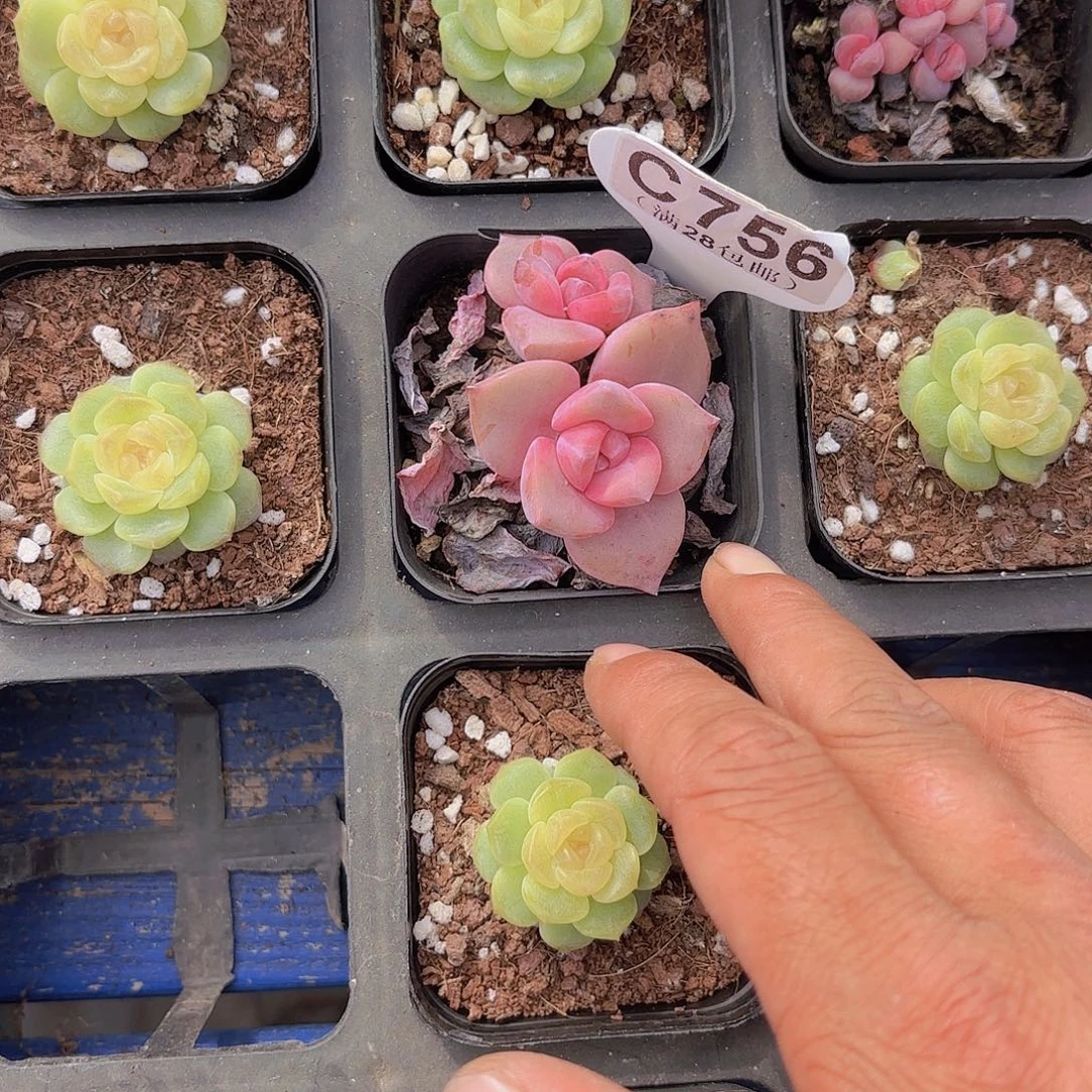 C756彩虹糖一物一拍