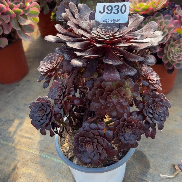 瑞妈多肉园艺930。