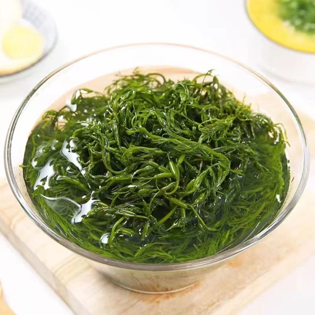 鞭炮笋马尾藻海草长寿菜可凉拌火锅凉菜
