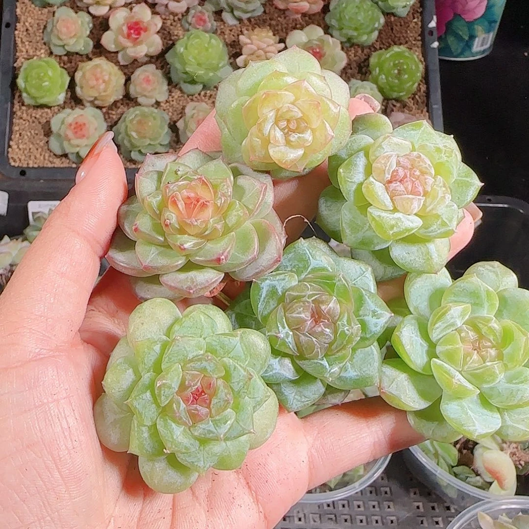 1027--414一物一拍