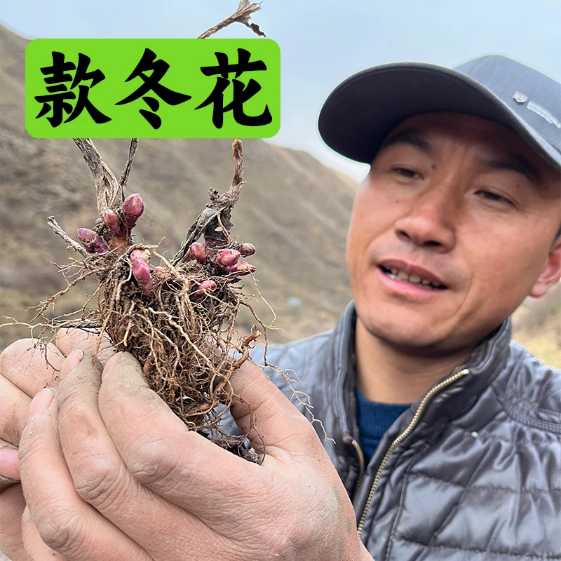 《款冬花》甘肃款冬花  大山采挖非种植  新货已晒干包邮