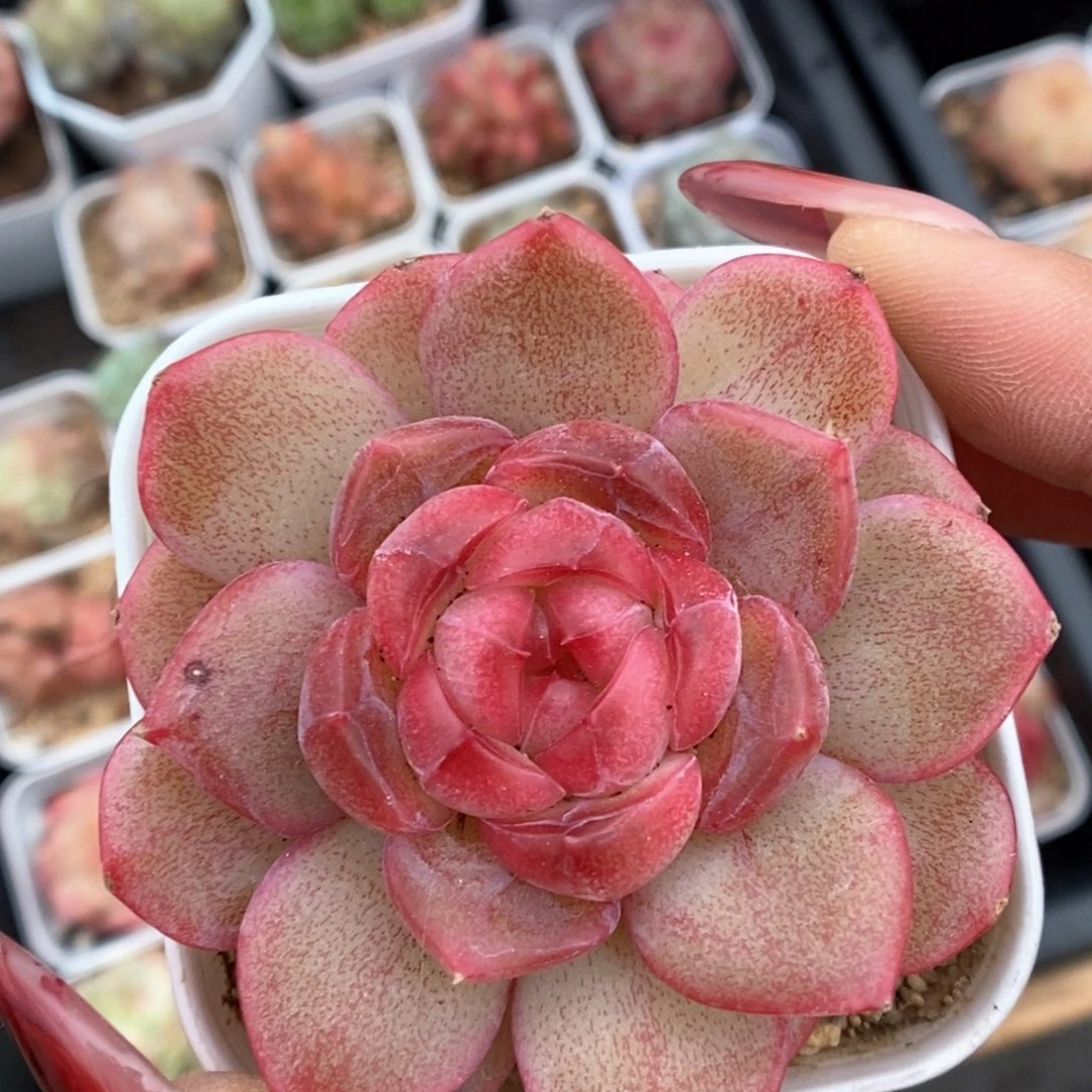 琴心可拍776号。