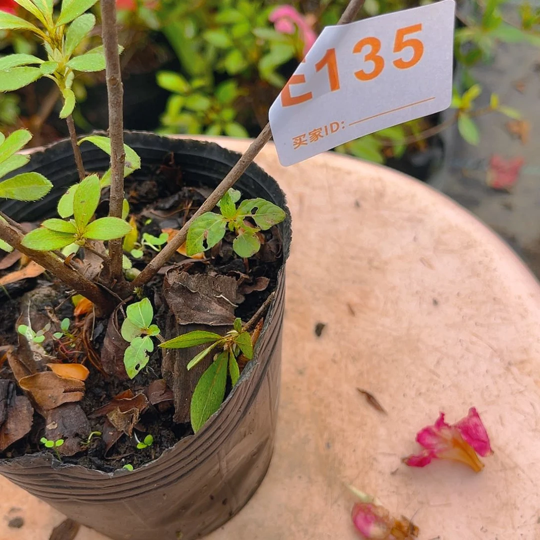 直播时间一定一起