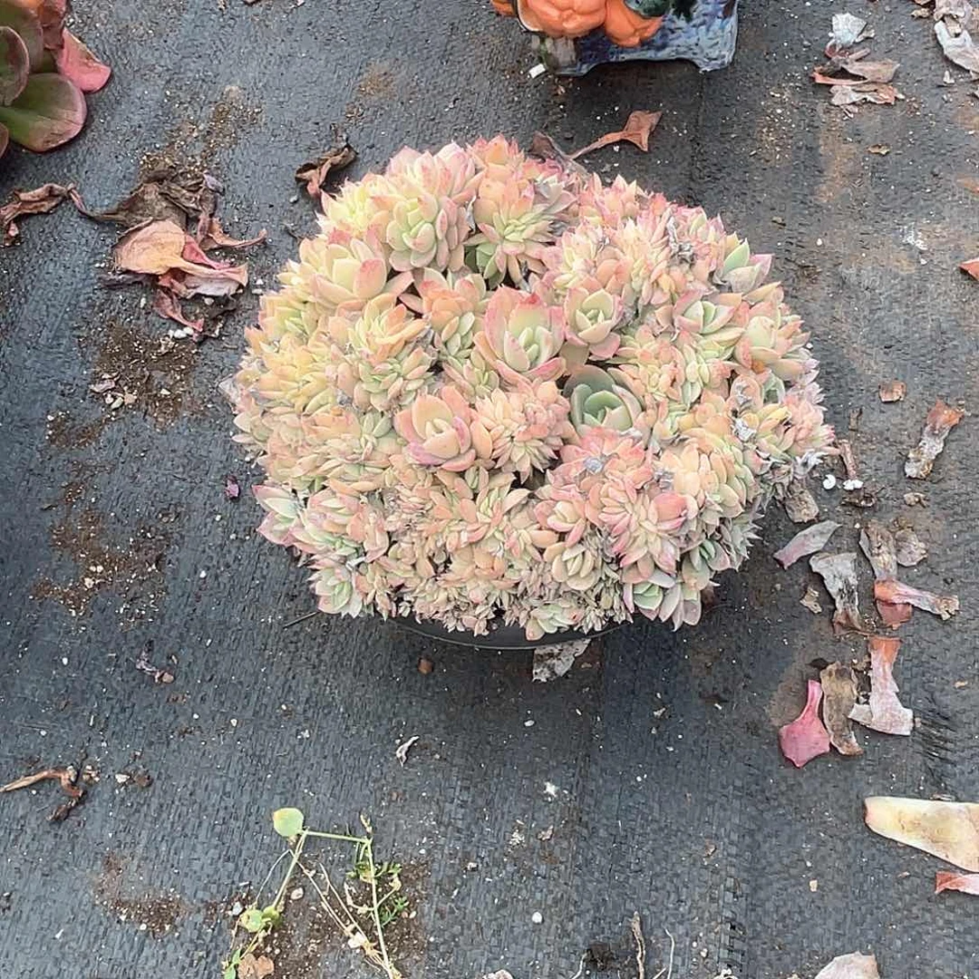 丝绸面纱缀化28.8米 量拍多肉