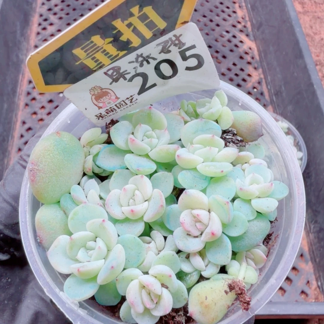 多肉植物多肉植物