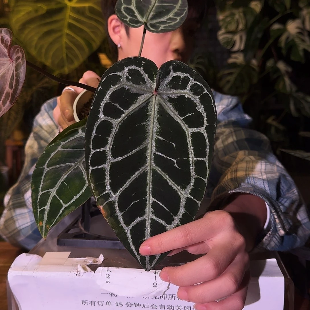 不开花植物B08神奇男孩杂skg小钻石