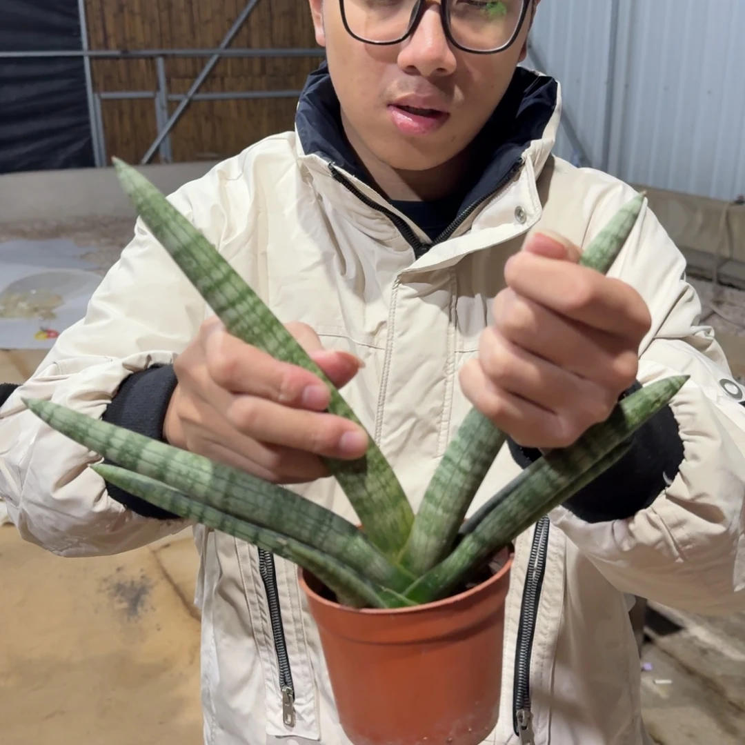 佛手虎皮兰哈哈哈哈