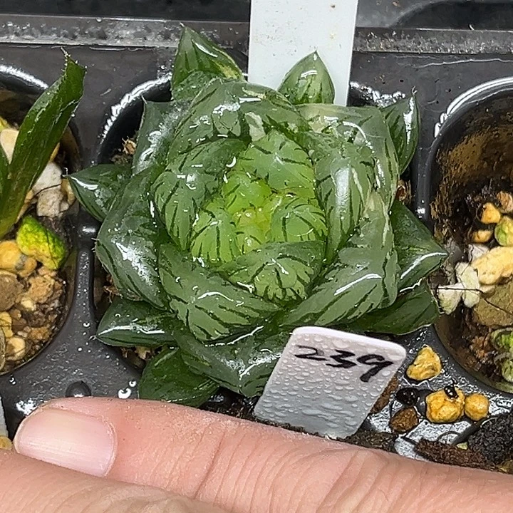 97巨大化龙鳞玉露锦脱土发货