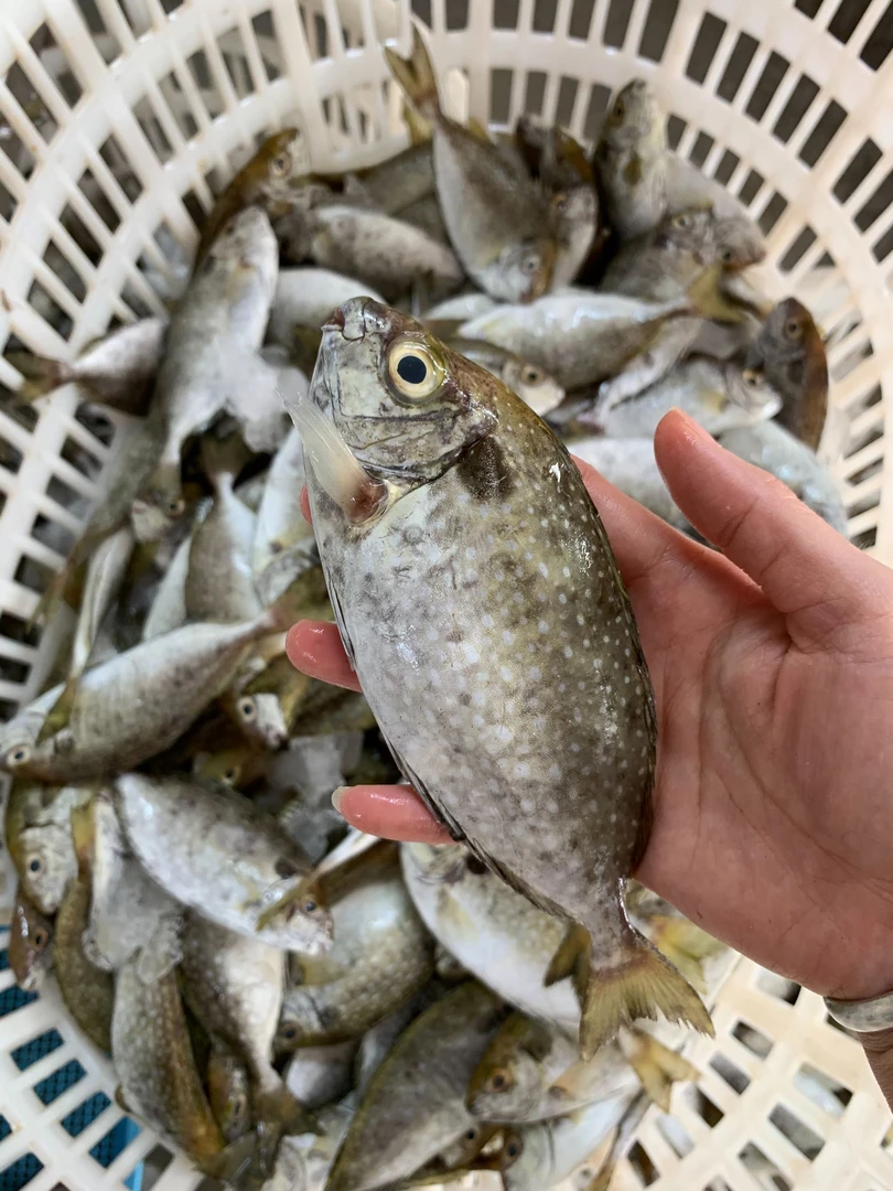 广东新鲜海捕泥猛鱼【1斤3-4条，到手4斤】