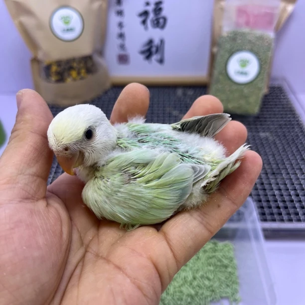 牡丹鹦鹉-精品白头苹果绿澳闪公E11756