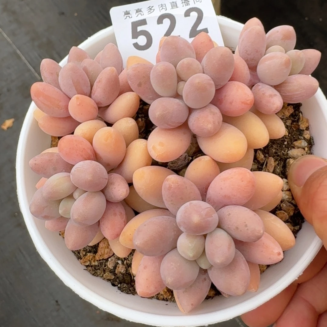 粉色恋人群生整装无砍        精美多肉植物