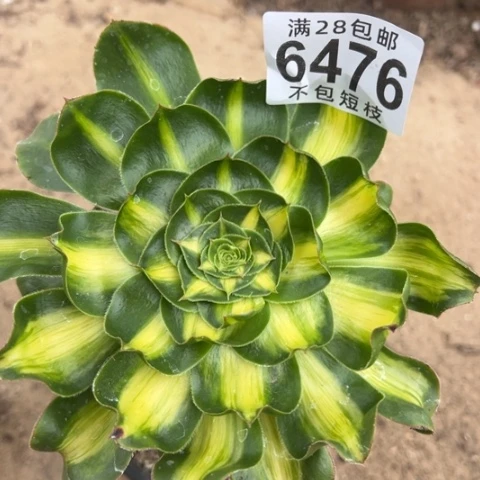 暴君多肉植物法师6476